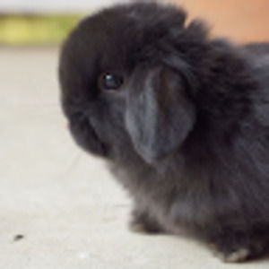 Meet your Posher, Laslo